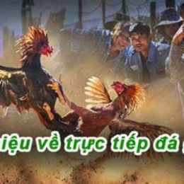 đá gà trực tiếp 67 cúp c3