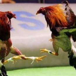 đá gà trực tiếp 8/5/2023