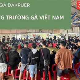 đá gà trực tiếp bồ 888 hôm nay