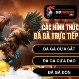 đá gà trực tiếp c3 19 9