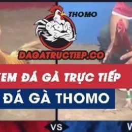 da ga truc tiep c3 9 11