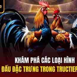 đá gà trực tiếp c3 trận 20