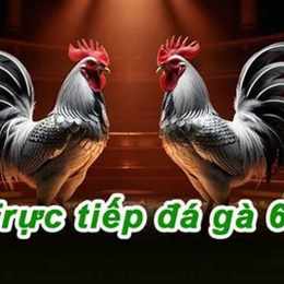 đá gà trực tiếp c4 hôm nay trận 4