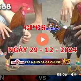 đá gà trực tiếp c5 c4