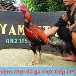 đá gà trực tiếp cpc4 21/12