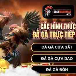 đá gà trực tiếp hôm nay c3 thomo