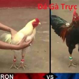 đá gà trực tiếp hôm nay thứ năm