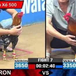 đá gà trực tiếp một
