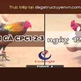 đá gà trực tiếp ngày 13 tháng 5