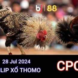 đá gà trực tiếp ngày 28 tháng 3