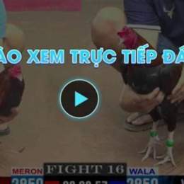 da ga truc tiep phi
