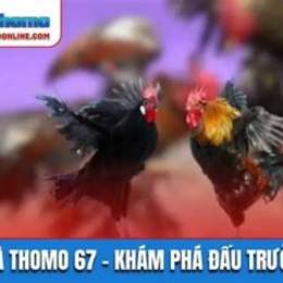 đá gà trực tiếp thomo 67 campuchia