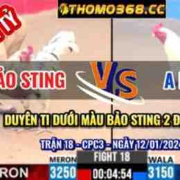 đá gà trực tiếp thomo bảo sting với duyên ti