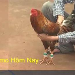 đá gà trực tiếp thomo c1 ngày 23