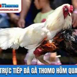 da ga truc tiep thomo hom qua