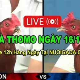 đá gà trực tiếp thomo ngày 10 tháng 10