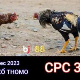 đá gà trực tiếp thomo ngày 11 tháng 6