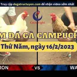 đá gà trực tiếp thomo ngày 16 tháng 8