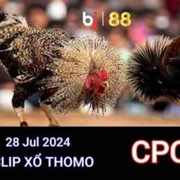đá gà trực tiếp thomo ngày 28 tháng 04