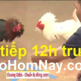 đá gà trực tiếp thomo trong bình luận