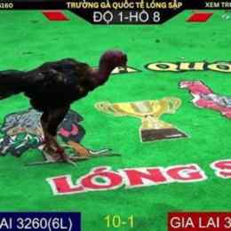 đá gà trực tuyến hôm qua