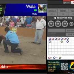 đá gà trực tuyến win