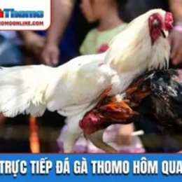 đá ga truoc tiep thomo hom nay