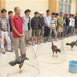 đá gà trường thực
