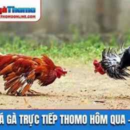 da ga tt thomo hom nay