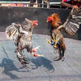 đá gà tương thuật c3