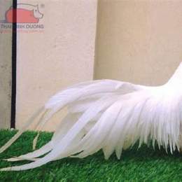 đá gà việt nam tốt nhất