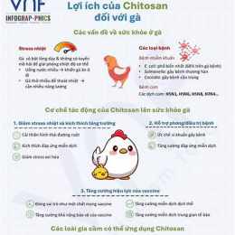da ga vn