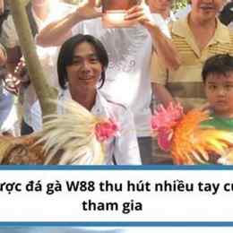 đá gà w88 may88z