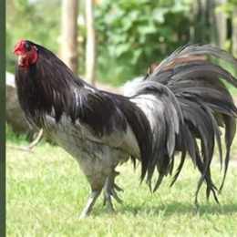 đá gà xám thần