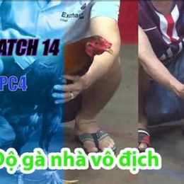 đá gà yhomoo
