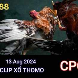 daga88 xem trực tiếp đá gà thomo
