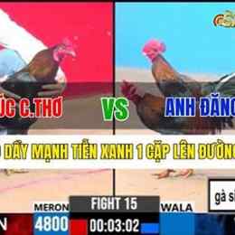 đăng black đá gà thomo