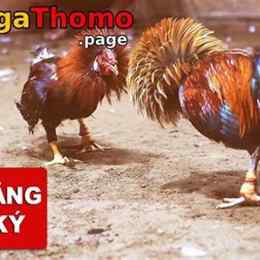 dang ky da ga thomo