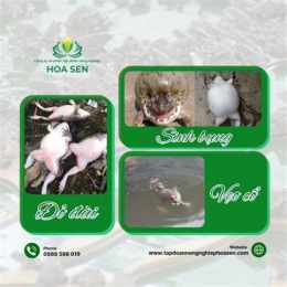 dây gắm cây thuốc nam