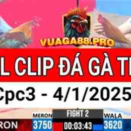 full clip đá gà thomo cpc3 hôm nay
