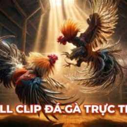 full clip đá gà