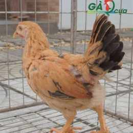 gà 9 cựa đá thomo