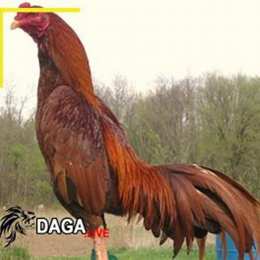 ga asil da hay khong