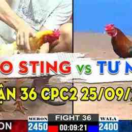 ga bao sting da