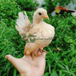 gà bông của phu phu đá