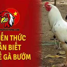 gà bướm đá ngày nào tốt daga me