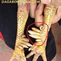 gà chín cựa đá ngày 23 tháng 7