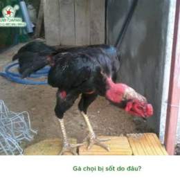 gà chọi bị trắng da