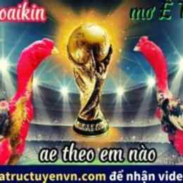 gà chọi bịp roykin đá với mơ ê tô