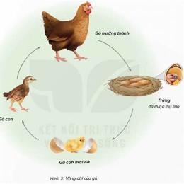 gà con đã rút ra được bài học gì